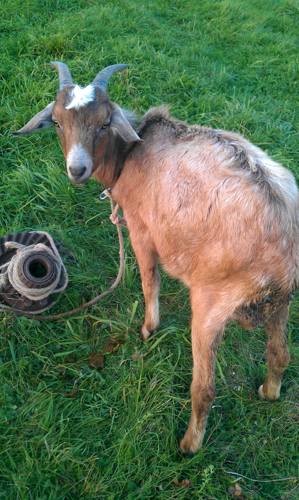 Strongyloides Infection in Goats